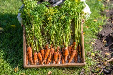 Çiftçi hasat havuç organik sebze bahçesi, yerel dan ile kavram tarım