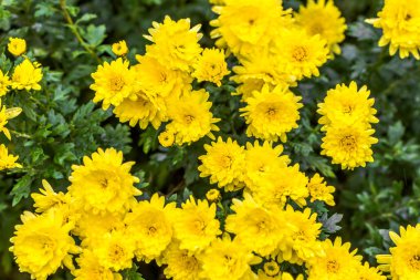 Sarı Kasımpatı arka plan, sonbahar çiçek buketi