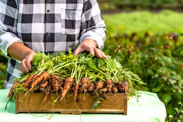 Місцевий фермер на ринку з овочами, органічною морквою, зібраною в саду — стокове фото