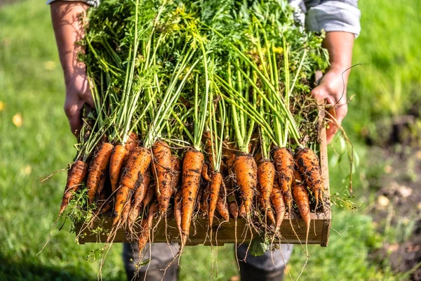 Местный фермер держит коробку свежесобранной моркови из органического огорода, концепция био-фермерства — стоковое фото