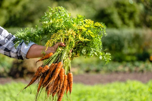 Agricultor con zanahorias cosechadas del huerto ecológico, concepto de agricultura local —  Fotos de Stock