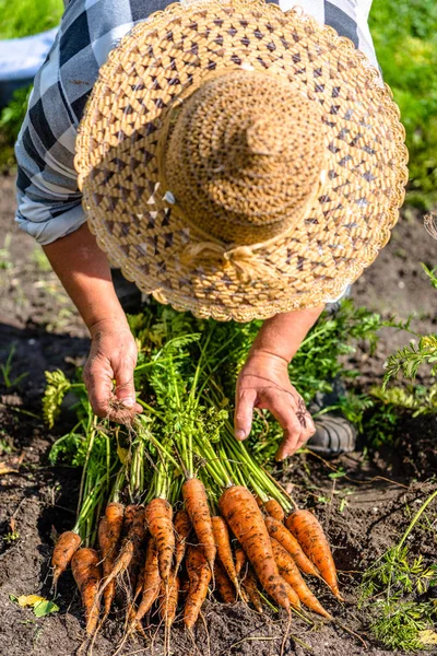 有機野菜の庭は、ローカルから人参の収穫農家農業概念 — ストック写真