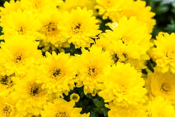 背景秋の花、黄色い菊の花束 — ストック写真