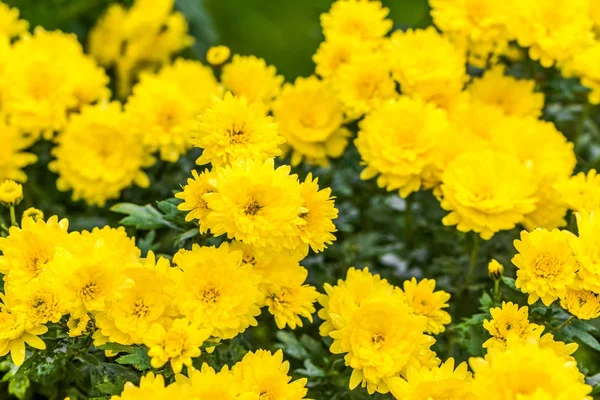 노란 국화 배경가 꽃 꽃다발 — 스톡 사진