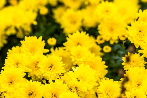 黄色い菊背景、秋の花の花束 — ストック写真