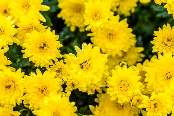 배경이을 꽃, 노란 국화의 꽃다발 — 스톡 사진
