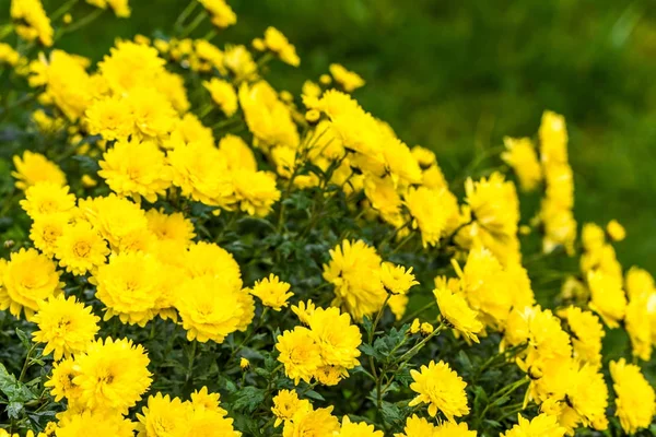背景秋の花、黄色い菊の花束 — ストック写真
