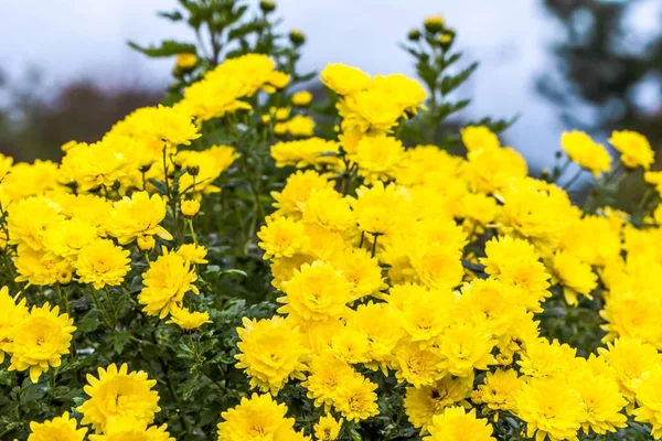 黄色い菊背景、秋の花の花束 — ストック写真