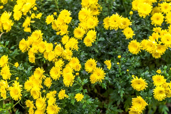 Background with autumn flowers, bouquet of yellow chrysanthemum — Stock Photo, Image