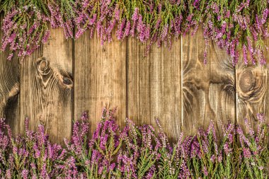 Heather çiçekler, sonbahar arka plan, çerçeve çiçek