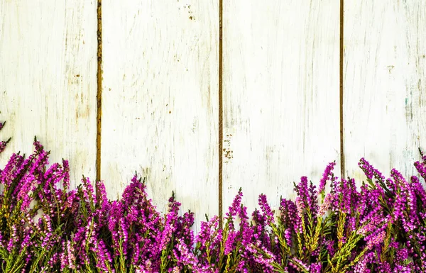 Heather λουλούδια, φθινόπωρο, φόντο, shabby κομψό πλαίσιο — Φωτογραφία Αρχείου