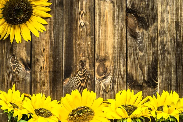 Подсолнухи на деревянном фоне, осенние цветы — стоковое фото