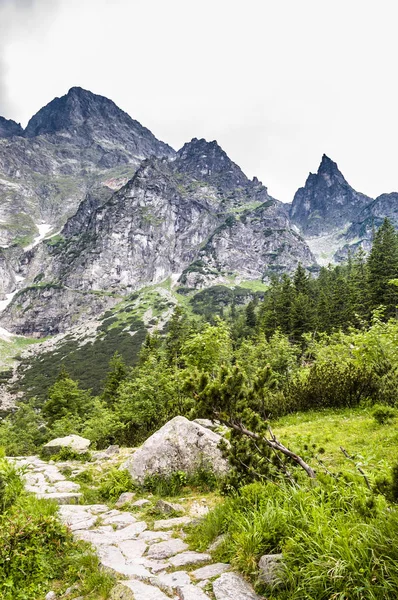 View of the mountain trail for hiking through pine forest, landscape in the summer, Tatra Mountains, Poland — Stock Photo, Image