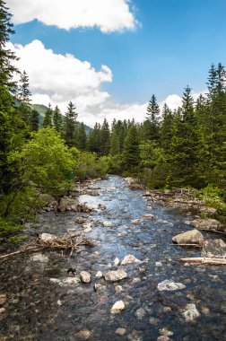 Dağ Nehri Vadisi ve herdem yeşil çam ormanı dağlarda, peyzaj