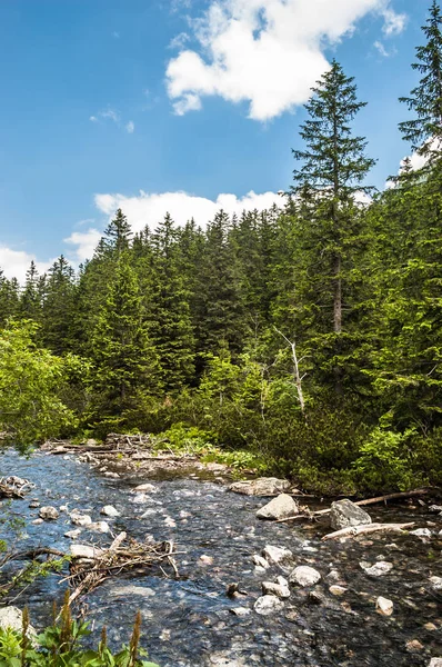 Mountain river i dalen och vintergröna tallskog i berg, landskap — Stockfoto