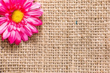 Gerbera daisy, kadınlar günü için Bahar arka plan veya kart anneler günü için