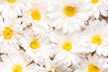 Gerbera çiçekleri, kadınlar günü için Bahar arka plan veya kart anneler günü için