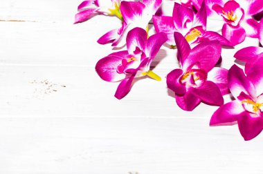 Orkide çiçekler, Bahar geçmiş kadınlar günü için ya da anneler günü için kart