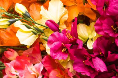 Anneler günü çiçek, arka plan ile Kılıç çiçeği yaprakları yakın çekim