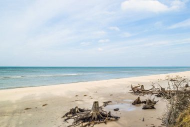 Boş plaj. Manzara ıssız ve ağaç gövdeleri, doğa, Slowinski Milli Parkı, Polonya, Baltık Denizi'nin doğal durumuna düşmüş