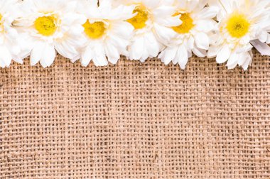 Beyaz papatya, Bahar arka plan