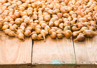 Soğancık soğan, Bahar sezonunda dikim fidan