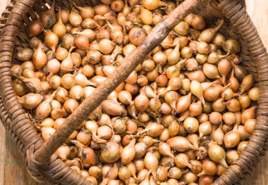 Taze soğan, ahşap arka plan üzerinde bir sepet içinde fidan