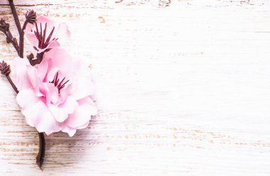 Elma çiçeği, Bahar arka plan ile ahşap kurullarında çiçek şube