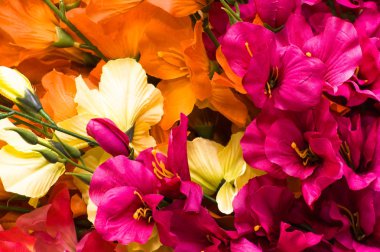 Anneler günü çiçek, arka plan ile Kılıç çiçeği yaprakları yakın çekim