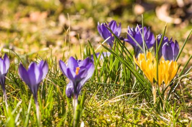 Çiğdem çayır, bahar çiçekleri alan üzerinde