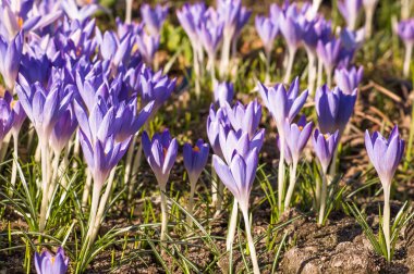 Çiğdem çayır, bahar çiçekleri alan üzerinde