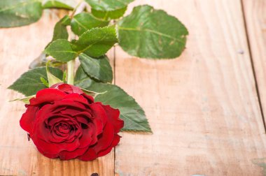 Sevgililer günü ve kadın'ın günü tebrik kartı için ahşap arka plan üzerinde kırmızı gül