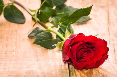 Sevgililer günü ve kadın'ın günü tebrik kartı için ahşap arka plan üzerinde kırmızı gül