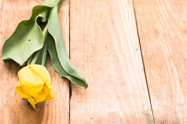 Sarı Lale, kadınlar günü - 8 Mart ya da anneler günü için kartı için Bahar arka plan — Stok fotoğraf