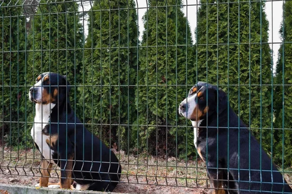 Two greater swiss mountain dog sitting behind the fence and watch the property