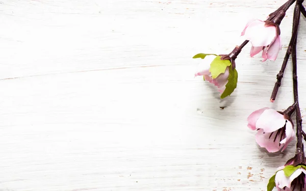 Fleur de pommier, fond printanier avec branche fleurie sur des planches en bois — Photo