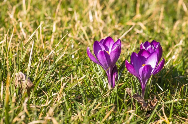 牧草地、春の花の野にクロッカス — ストック写真