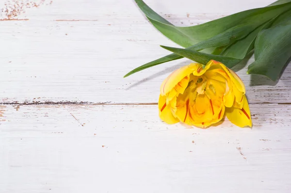 Tulipán amarillo, fondo de primavera para el día de la mujer - 8 de marzo o tarjeta para el día de la madre — Foto de Stock