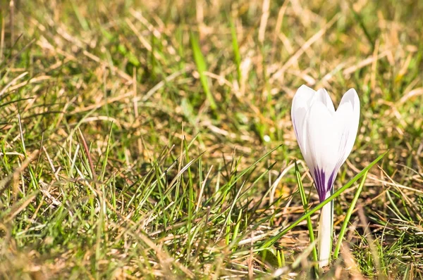 牧草地の白クロッカス、春の花 — ストック写真