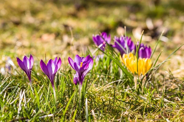 牧草地、春の花の野にクロッカス — ストック写真