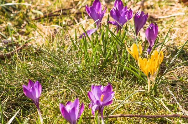 Krokus auf der Wiese, Frühlingsblumenfeld — Stockfoto