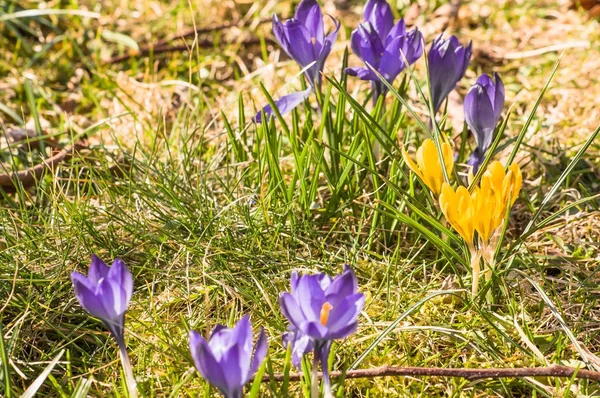 牧草地、春の花の野にクロッカス — ストック写真