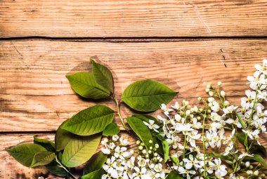 Kiraz çiçeği, anneler günü için Bahar arka plan veya kadınlar günü kartı için çiçekler