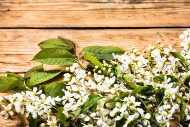 Kiraz çiçeği, anneler günü için Bahar arka plan veya kadınlar günü kartı için çiçekler