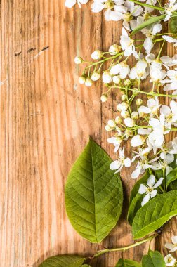 Kiraz çiçeği, anneler günü için Bahar arka plan veya kadınlar günü kartı için çiçekler