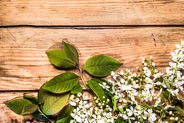 Kiraz çiçeği, anneler günü için Bahar arka plan veya kadınlar günü kartı için çiçekler