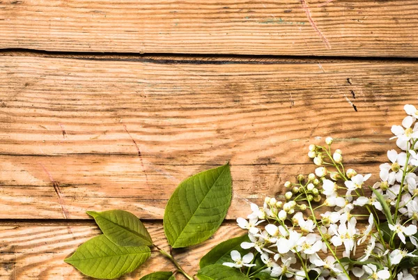 Kiraz çiçeği, anneler günü için Bahar arka plan veya kadınlar günü kartı için çiçekler