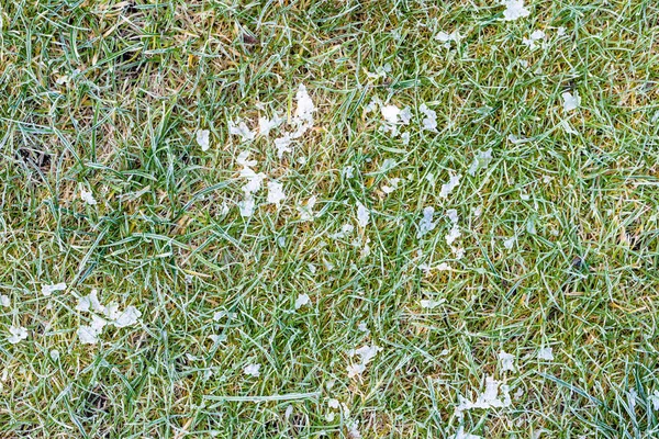 Froid matinal sur herbe, champ gelé avec glace — Photo