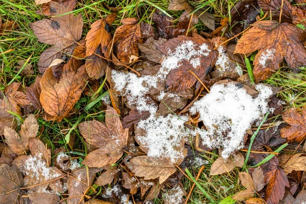 Primera nieve sobre hojas caídas, principios de invierno o deshielo en primavera — Foto de Stock