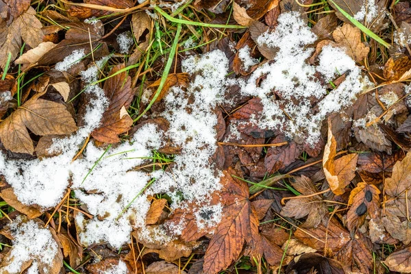 Scioglie di neve su foglie cadute, autunno o inizio inverno — Foto Stock